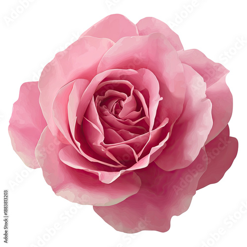 Close-up of a perfectly formed pink flower against a solid black background. Petals are delicate