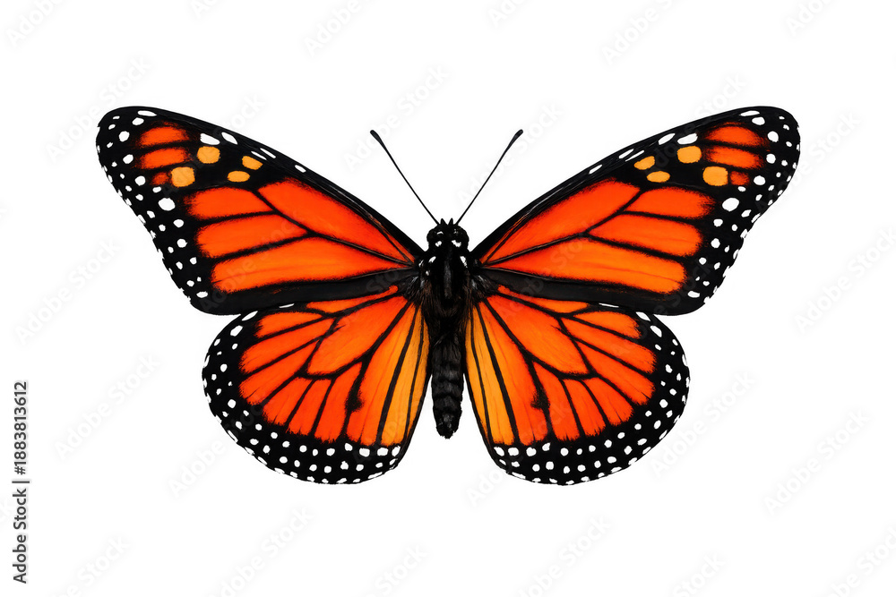 Obraz premium Monarch butterfly displaying orange and black wings. Insect with detailed patterns on a transparent background