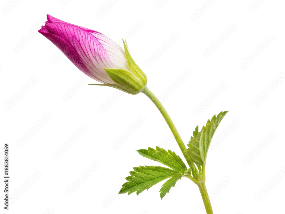 Naklejka premium Pink flower bud with green leaves and stem isolated on transparent background