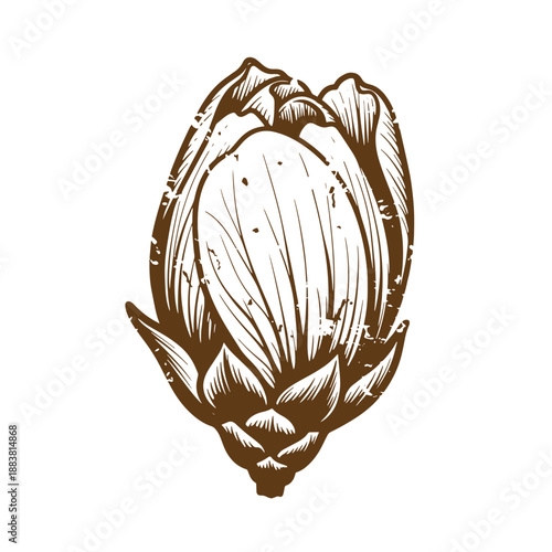 Drawing Vintage grunge  texture brownartichokeillustration on white background