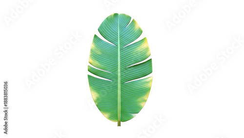 Green Banana Leaf with Yellow Edges on White Background