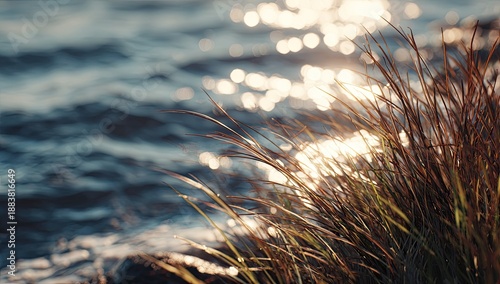 Close-up of sunlit grasses, blurred water sparkling in the background. Lens flare and bokeh