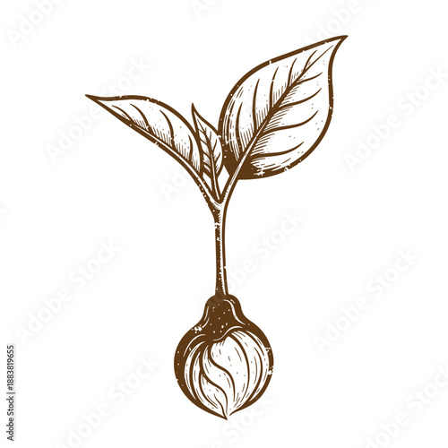 Drawing Vintage grunge  texture Brown illustration of onion with green leaves growing out of it  vegetable and plant