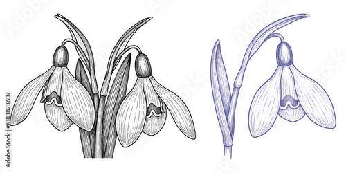 Snowdrop flowers with leaves in sketch and outline styles vector illustration set for spring