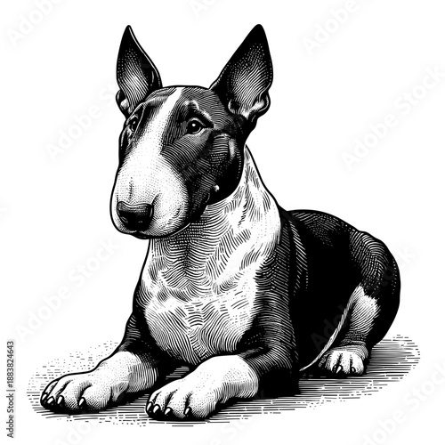 Hand-drawn engraving-style Bull Terrier dog resting, isolated on white, for Pet Blogs, Animal Websites, Breed Guides, Merchandise Design, and Veterinary Clinics