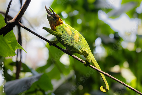 Johnston’s chameleon (Trioceros johnstoni) perched on a branch in the Rwenzori Mountains, Uganda. Rare horned chameleon in montane rainforest, showcasing camouflage, adaptation and Africas wildlife 