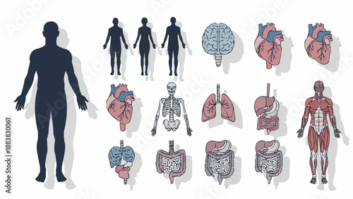 Human Anatomy Medical Science Illustration Collection.