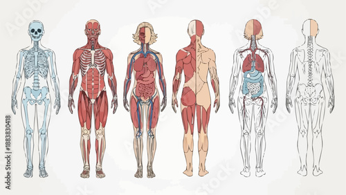 Human Anatomy Diagrams Showing Skeletal Muscular and Organ Systems.