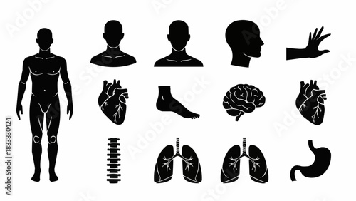 Human Anatomy Icons Set Silhouette Medical Science.