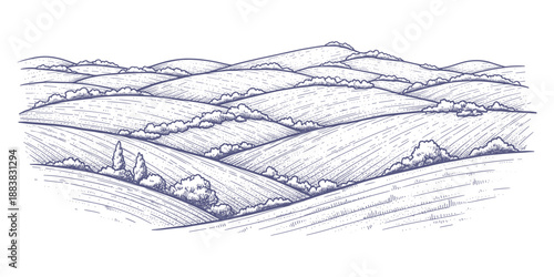 Expansive landscape of rolling hills with cultivated fields and rows of bushes vector illustration