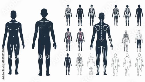 Human Anatomy Skeleton and Muscular System Diagrams.