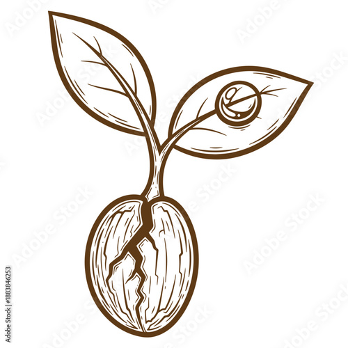 Drawing Vintage grunge  texture brown line drawing of sprouting seed with two leaves on white