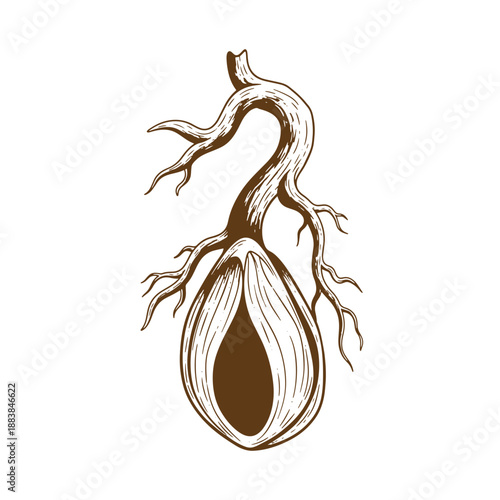 Drawing Vintage grunge  texture illustration of a brown and white drawing of a sprouting seed with roots and leaves on white background