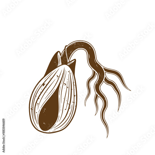 Drawing Vintage grunge  texture illustration of sprouting seed with roots and leaves growing out  brown and white