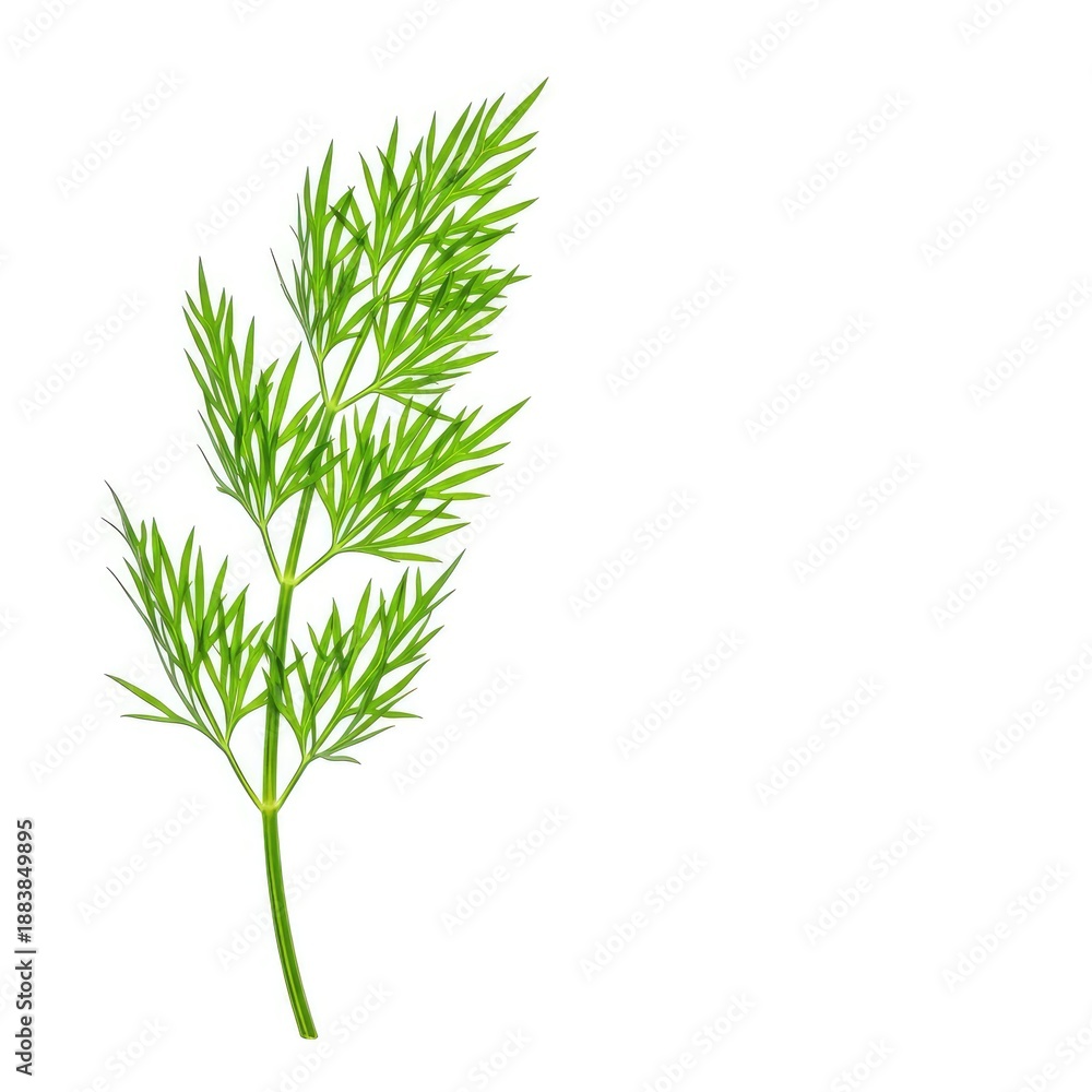 Obraz premium A single fresh sprig of bright green dill herb isolated against a pure white background, emphasizing flavor, freshness, and culinary uses ,delicate ,garnish ,fresh