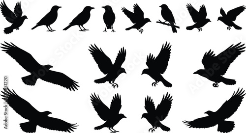 Bird silhouette collection illustration, flying perched bird shapes set, wildlife nature design elements, black white animal vector icons