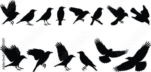 Black bird silhouette set, flying and perched crow shapes, wildlife nature illustration, animal shadow collection, isolated white background