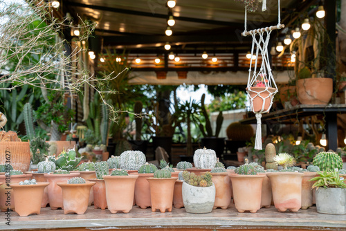 Collection of various cactus and succulent plants in white ceramic pots on a wooden shelf in a bright greenhouse nursery. Small garden decoration and hobby lifestyle concept with soft focus.
