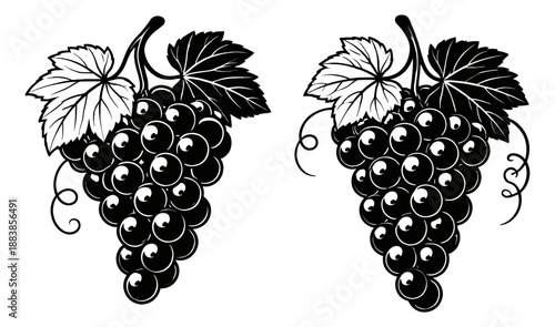Vintage style line art grapes set featuring two bunches of grapes with leaves and tendrils for food and beverage designs