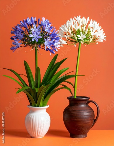 Vibrant Agapanthus Flowers in Vases Against an Orange Background.