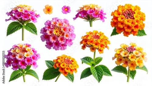 Vibrant Lantana Flowers Collection - Pink, Orange, and Yellow Blooms with Green Leaves on White Background.