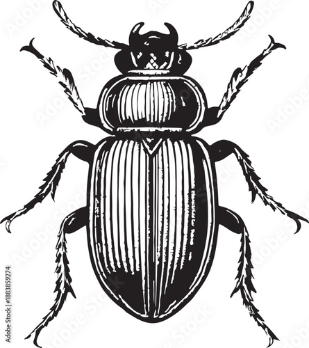 Beetle vintage engraving black and white vector illustration