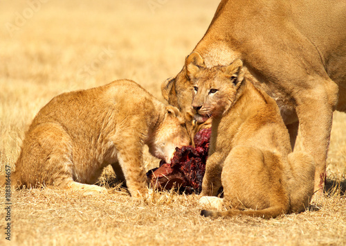 Lions eating a wildebeest