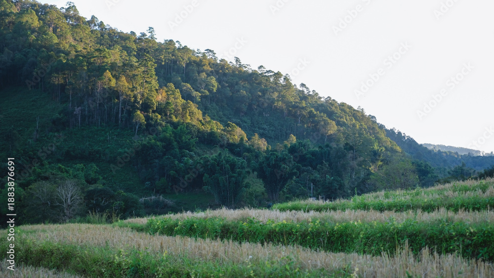 Fototapeta premium Rice field terrace after harvest in the mountains