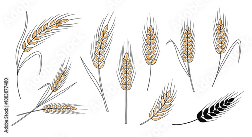 Artistic set of sketched wheat stalks in various configurations featuring warm golden tones and black line work for farm themes.