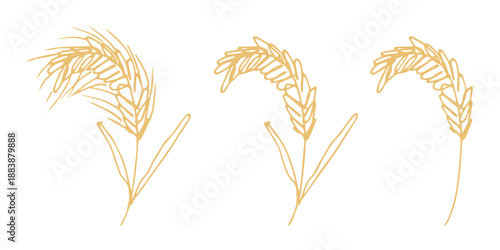 Set of hand drawn cereal wheat oat rye barley rice ears spikelet clipart Organic wheat bread agriculture farming harvest healthy food Single element for design print packaging label decor