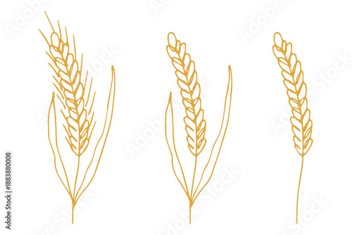 Set of hand drawn cereal wheat oat rye barley rice ears spikelet clipart Organic wheat bread agriculture farming harvest healthy food Single element for design print packaging label decor