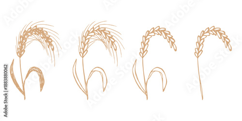 Set of hand drawn cereal wheat oat rye barley rice ears spikelet clipart Organic wheat bread agriculture farming harvest healthy food Single element for design print packaging label decor
