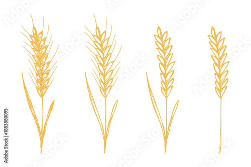 Set of hand drawn cereal wheat oat rye barley rice ears spikelet clipart Organic wheat bread agriculture farming harvest healthy food Single element for design print packaging label decor