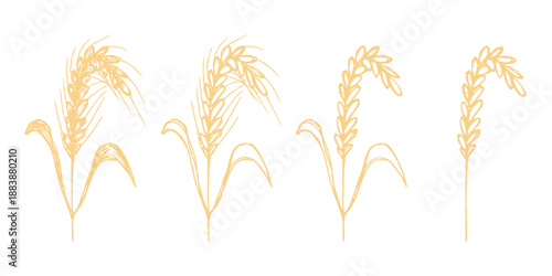 Set of hand drawn cereal wheat oat rye barley rice ears spikelet clipart Organic wheat bread agriculture farming harvest healthy food Single element for design print packaging label decor