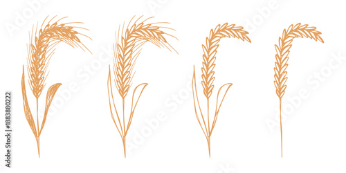 Set of hand drawn cereal wheat oat rye barley rice ears spikelet clipart Organic wheat bread agriculture farming harvest healthy food Single element for design print packaging label decor