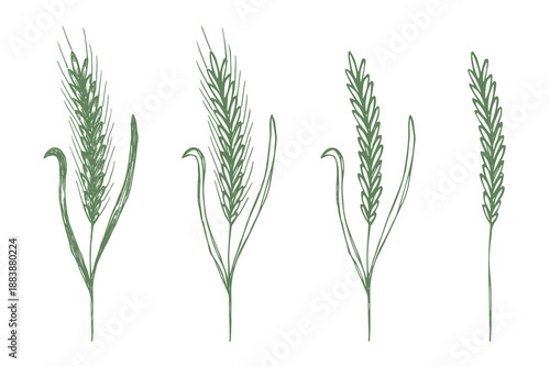 Set of hand drawn cereal wheat oat rye barley rice ears spikelet clipart Organic wheat bread agriculture farming harvest healthy food Single element for design print packaging label decor
