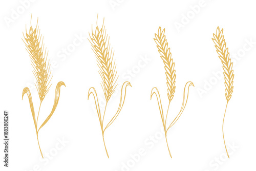 Set of hand drawn cereal wheat oat rye barley rice ears spikelet clipart Organic wheat bread agriculture farming harvest healthy food Single element for design print packaging label decor