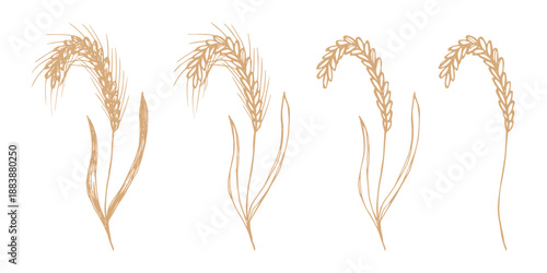 Set of hand drawn cereal wheat oat rye barley rice ears spikelet clipart Organic wheat bread agriculture farming harvest healthy food Single element for design print packaging label decor