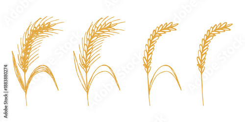 Set of hand drawn cereal wheat oat rye barley rice ears spikelet clipart Organic wheat bread agriculture farming harvest healthy food Single element for design print packaging label decor