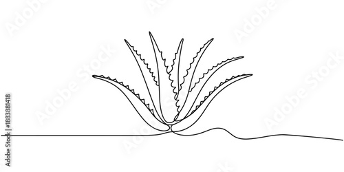 Aloe vera plant sketch, simple vector illustration, background, label design. One continuous line drawing art illustration with lettering organic aloe vera, One single line drawing of healthy organic