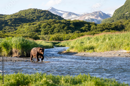 Photography A wild coastal brown bear fishes for salmon in a stream in the backcountry of Katmai National Park in Alaska
