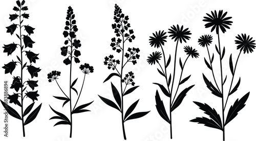 Black silhouette collection of wild flowers and meadow herbs set including bellflowers daisies and lavender elements for nature inspired graphic design and botanical patterns
