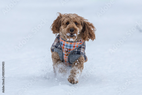 Golden Doodle running in the snow towards the camera having fun