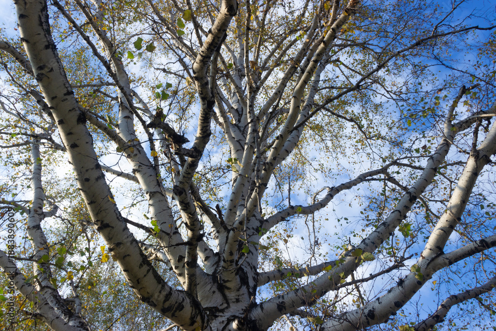 Fototapeta premium Thick branches of a birch tree in autumn, empty tree branches against a blue sky with clouds