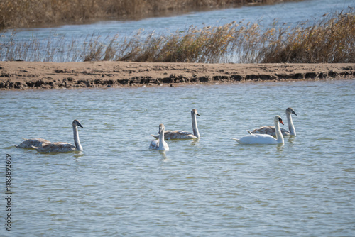 pelicans in flight