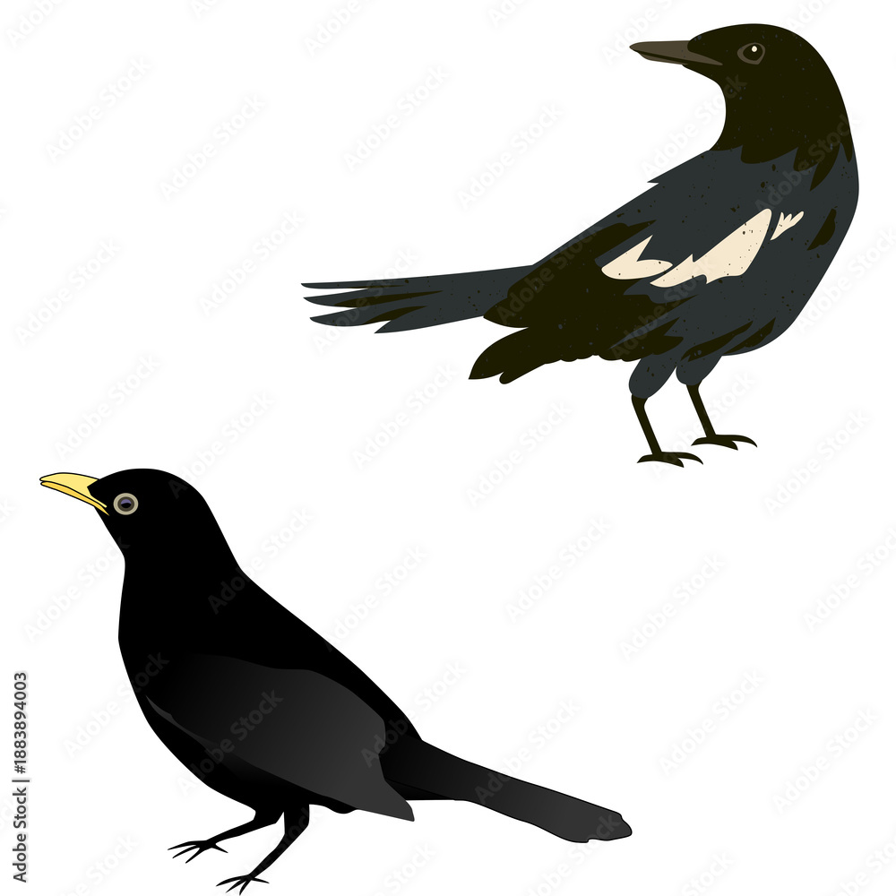 Obraz premium Two blackbirds standing