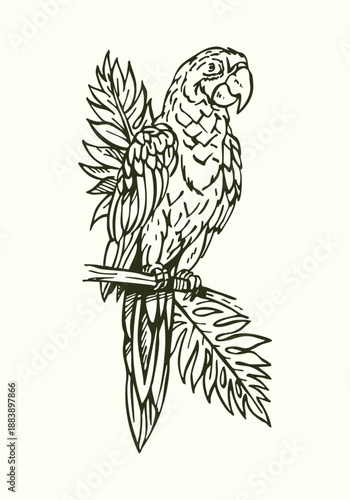Hand-drawn illustration of a macaw.