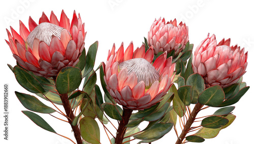 Close-up view of four vibrant protea flowers with red and pink petals and green leaves