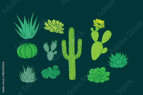 Cactus cartoon doodle decorative gardening set. Desert plant, Mexican cacti flower, aloe, succulent. vector hand drawn home plants, summer Mexico nature plants. Exotic botanical spiny elements
