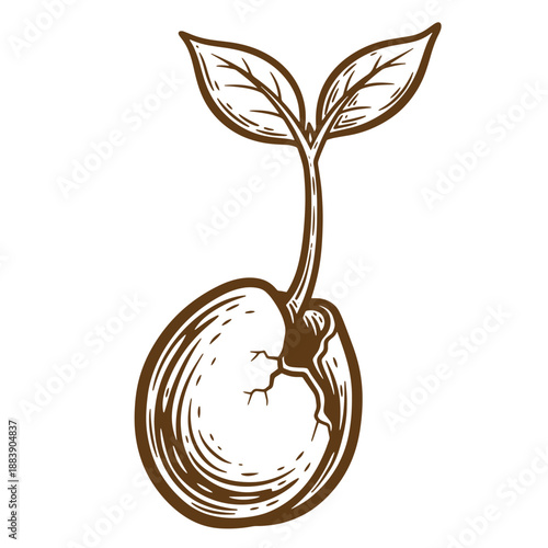 Drawing Vintage grunge  texture Brown illustration of a sprouting seed with two leaves growing out of it  isolated on white background